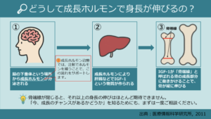 成長ホルモンで身長が伸びる仕組み
