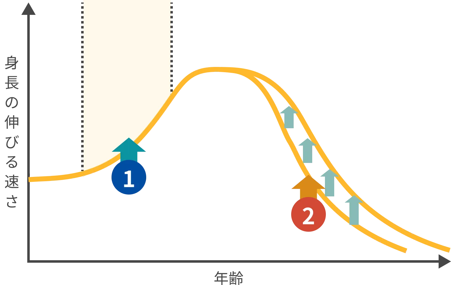 身長の伸びる速さと年齢の関係グラフ